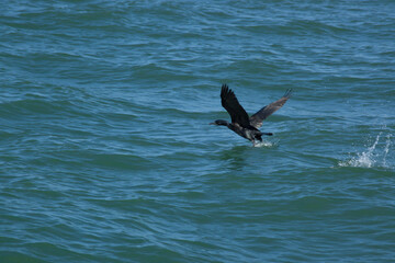 Bird Taking Off from Water