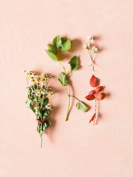 Delicate Flowers