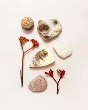 Plants and Stones