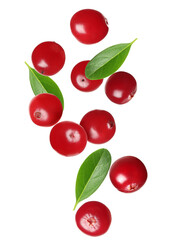 Fresh red cranberries falling on white background