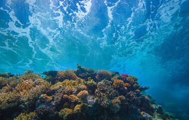 Coral reef with water surface on background view from below