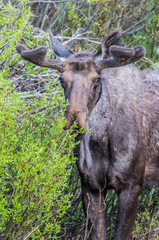 fall moose in rut