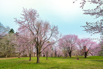 帯広市の桜