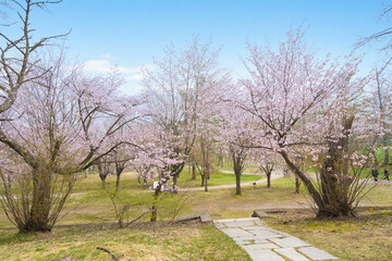 帯広市の桜