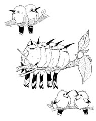 Illustration of birds on a branch, bee-eaters drawings on a white background for design