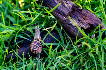 Snail on grass