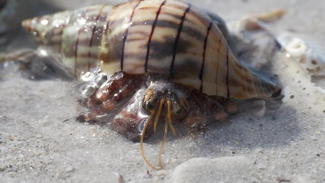 Hermet Crab (Paguroidea) coming out of his shell on a sandy beach on the Gulf of Mexico at St. Pete Beach, Florida.