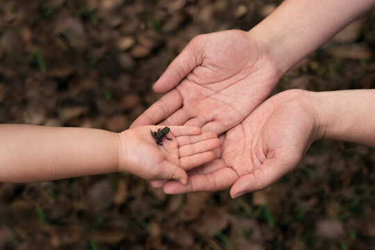 Big Hands & Tiny Frogs