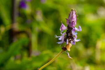 Blossoming purple flowers