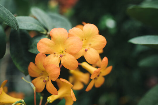 Hybrid orange ""Rhododendron Haloed Gold"" flowers. Its scientific name is Vireya Rhododendron.