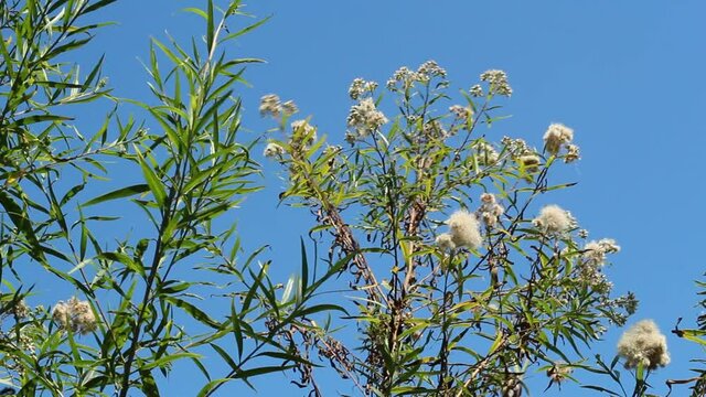 White mature pappus achene head fruit of Seepwillow, Baccharis Salicifolia, Asteraceae, native dioecious perennial semi-deciduous shrub in Ballona Freshwater Marsh, Southern California Coast, Summer.