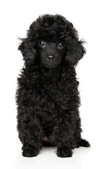 Black Toy Poodle puppy