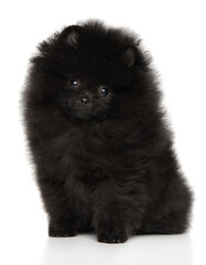 Cute Black Pomeranian puppy