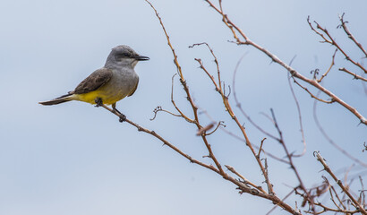 western flycatcher Phoebe in tree