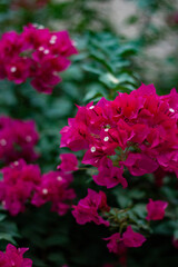 Obraz premium pink flowers in the garden