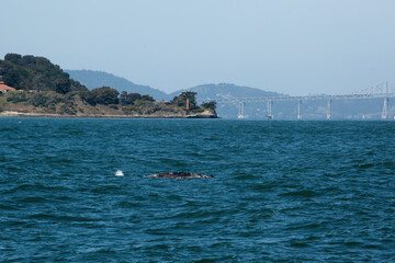 Fototapeta na wymiar Whale in San Francisco Bay