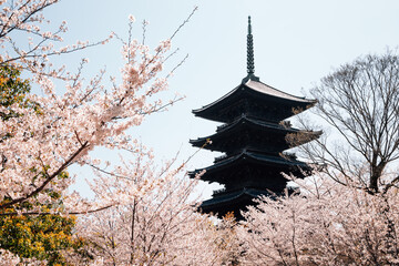 Fototapeta premium Toji temple with cherry blossoms at spring in Kyoto, Japan