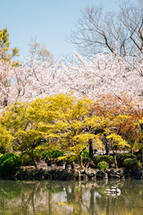 Cherry blossoms garden at Toji temple in Kyoto, Japan