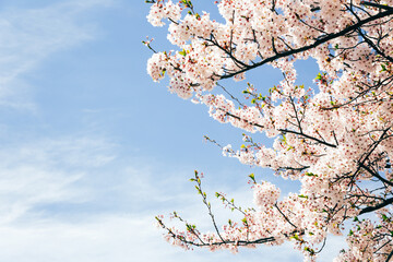 Cherry blossoms with blue sky in Shodoshima, kagawa, Japan