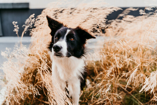Border coolie dog standing among leaves