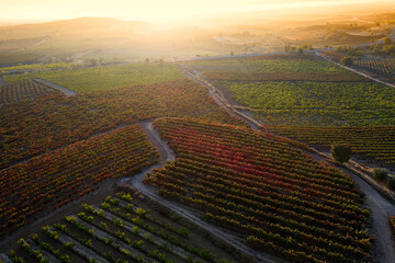 Idyllic shot of vineyard during sunset