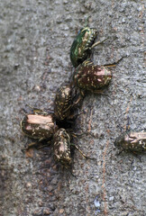 Flower chafers are gathering on the tree trunk and sucking tree sap. Vertically oriented picture.