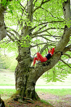 Woman resting on branch of beech tree in forest