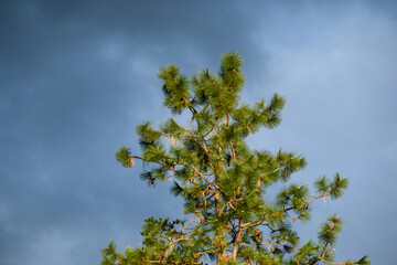 Moody scene of sunlight on a pine tree against a stormy gray sky
