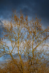 Moody scene of sunlight on a deciduous tree with seed pods against a stormy blue and gray sky
