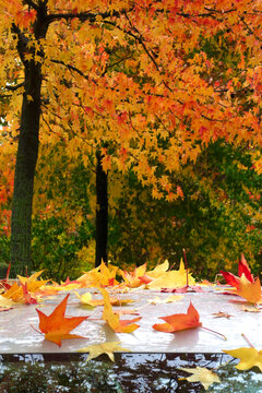 Fallen leaves of American sweetgum (Liquidambar styraciflua) lying on top of car roof in autumn