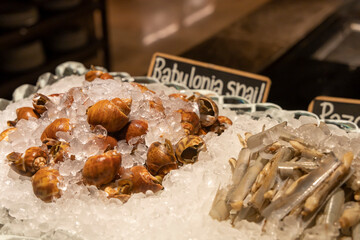 Babylonia snails and razor clams on ice