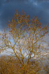 Moody scene of sunlight on a deciduous tree with seed pods against a stormy blue and gray sky
