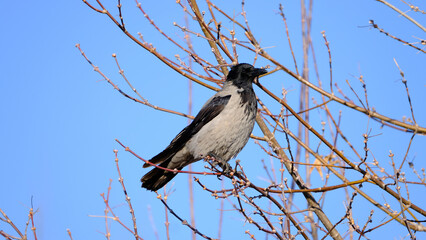 
A crow on a city street. Bird watching