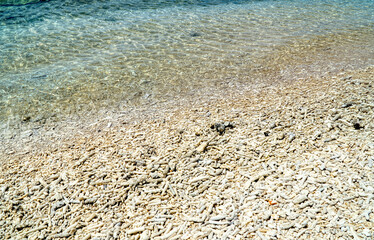 coral sand on the beach of the Frankland Islands