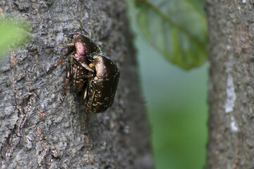 A female and a male of Flower chafer are on a mating behavior on a tree trunk.