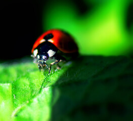 Closeup image of a red ladybug on a leaf