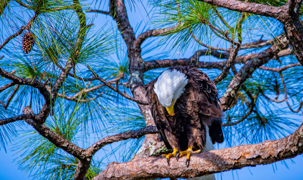 Bald Eagle About To Lay Her Eggs