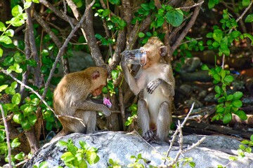 monkeys drink water from a plastic cup.  long-tailed macaque. Thailand