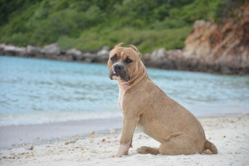 sad pitbull sitting on the beach. dog on a tropical island. Thailand