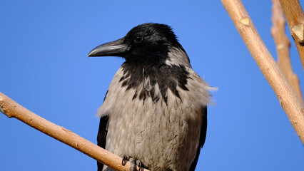  A crow on a city street. Bird watching © Vitaly Loz