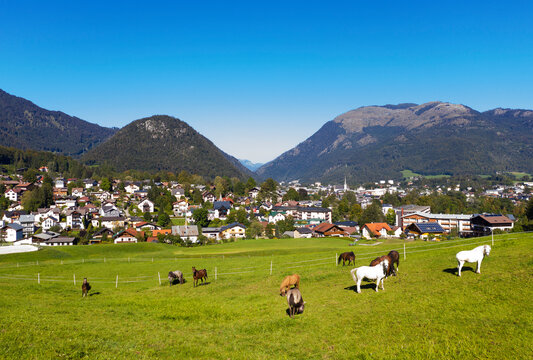 Herd of horse grazing on meadow by town against blue sky during sunny day, Salzkammergut, Austria