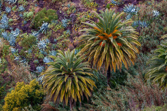 Canary Island date palms (Phoenix canariensis) growing outdoors