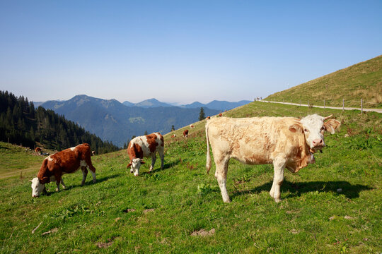 Cattle grazing in alpine pasture in summer