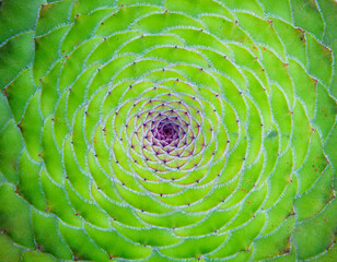 Green natural pattern of flat-topped aeonium (Aeonium tabuliforme)