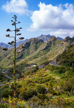 Winding road in forested Macizo de Anaga range