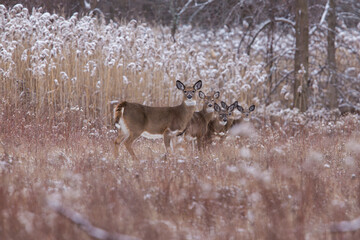 white-tailed deer doe in winter