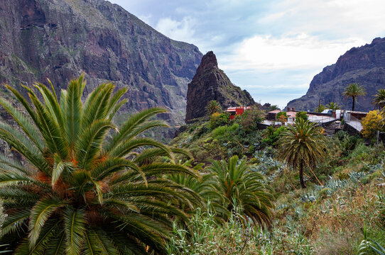 Spain, Province of Santa Cruz de Tenerife, Masca, Palm trees in front of mountain village in Macizo de Teno range