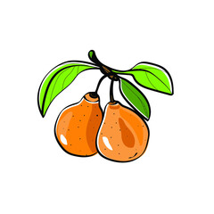 Vector image of a branch of a ripe pear.Black and white and color graphics.Sketch on a white and colored background.