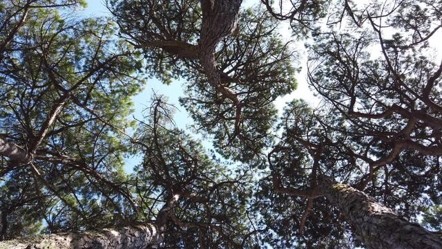 ooking up to the trees