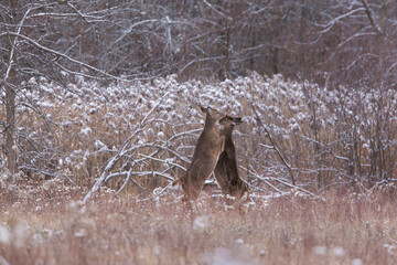 white tailed deer females fighting in winter